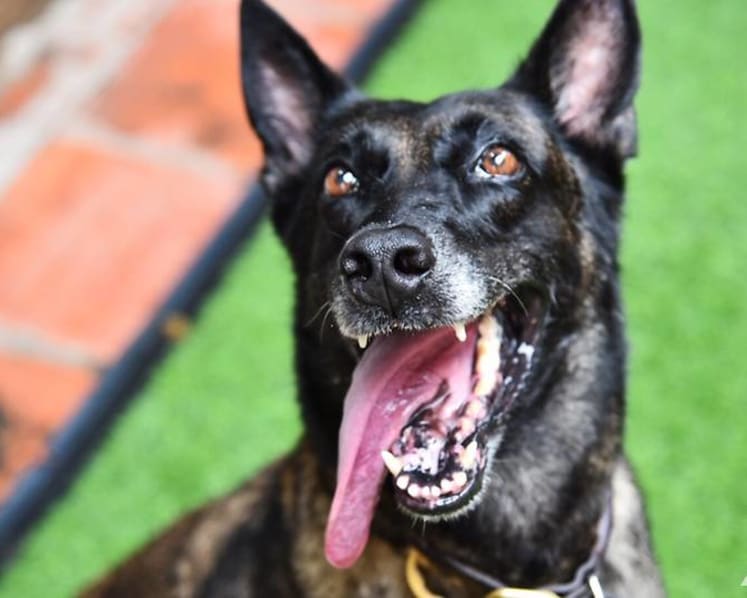 De-mining dogs to be given ‘world-first’ hero's retirement
