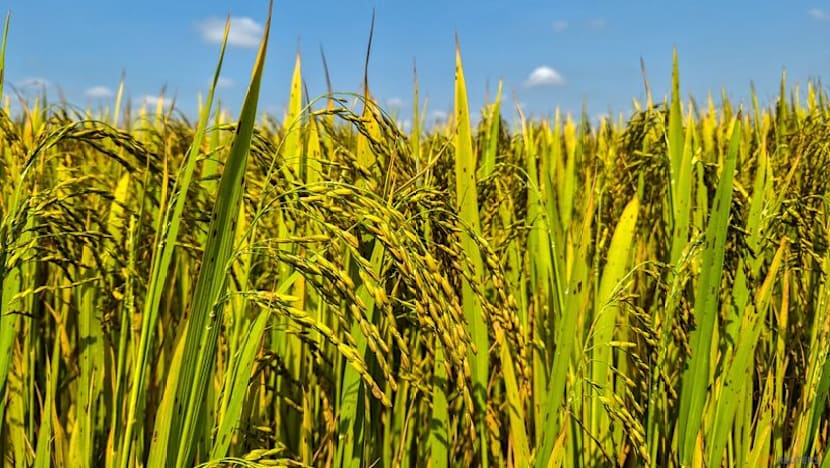 Vietnam rice group proposes export price floor to shield farmers, exporters