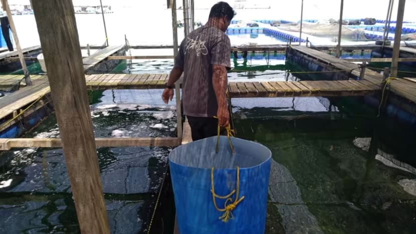 Sea space for sale in southern waters, but tech and costs pose challenges for aquaculture sector Sea space for sale in southern waters, but tech and costs pose challenges for aquaculture sector