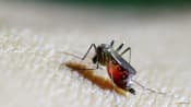 Southern China hit by outbreak of mosquito-borne infection chikungunya