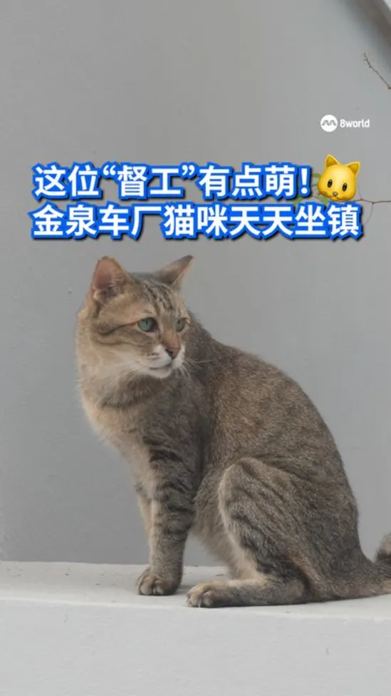 这位“督工”有点萌！金泉车厂猫咪天天坐镇