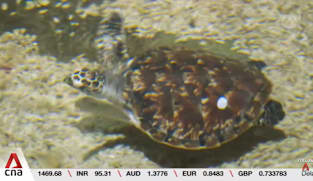 8 hawksbill turtle juveniles under specialist care at Singapore Oceanarium