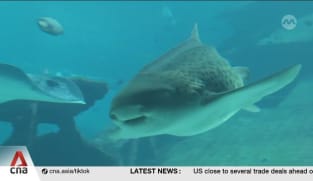 Upcoming Singapore Oceanarium to breed endangered species, spotlight local marine life