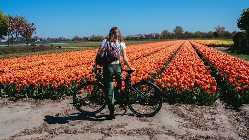 A scenic bike-and-boat trip through Holland’s tulips, windmills and cheese towns