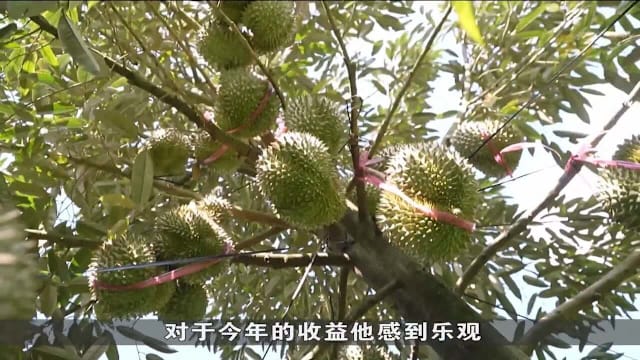  越南榴梿价格飙升 种植户利润大增