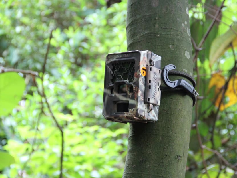 Rat infestation: AVA to continue with stray dog control operations