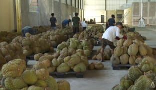 'Durian diplomacy': Indonesia aims to begin exports of frozen durians to China this year