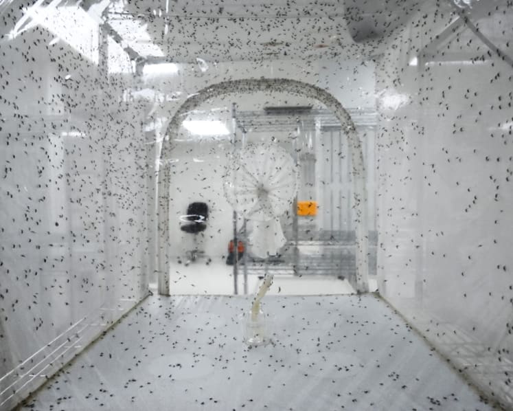 Risk of dengue remains high with over 100 cases weekly; production of Wolbachia-Aedes mosquitoes automated