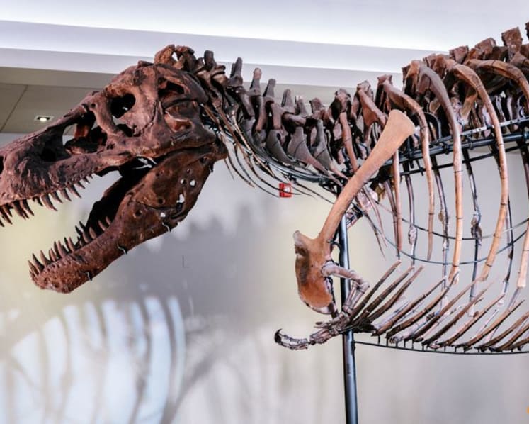 Here's how Tyrannosaurus ended up with a big head and small arms