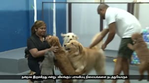 செல்லப்பிராணிகளையும் வதைக்கும் புகைமூட்டம்