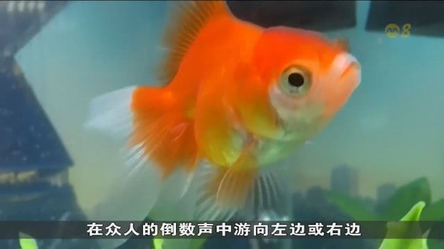 多伦多金鱼预测世界杯比赛胜负