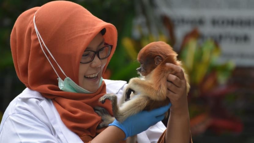 Perempuan Indonesia ini dedikasikan hidupnya selamatkan bekantan di Kalimantan Selatan Perempuan Indonesia ini dedikasikan hidupnya selamatkan bekantan di Kalimantan Selatan