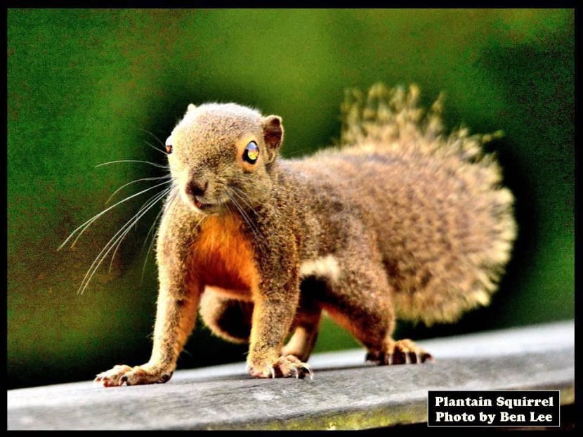3 best nature trails to see Singapore’s surprisingly diverse wildlife
