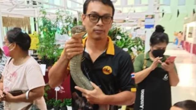 带剧毒眼镜蛇王参展 饲主无防护设备招骂