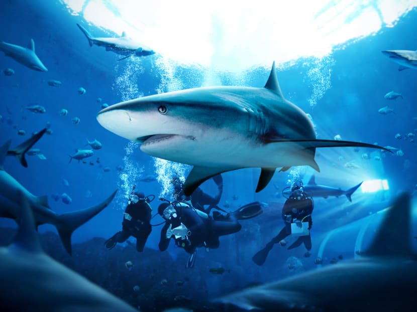 Guardians of the deep: How you can make a difference to shark conservation efforts Guardians of the deep: How you can make a difference to shark conservation efforts