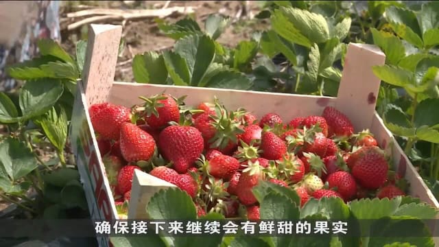 土耳其奥尔杜草莓采收季启动 产量预计达1400吨