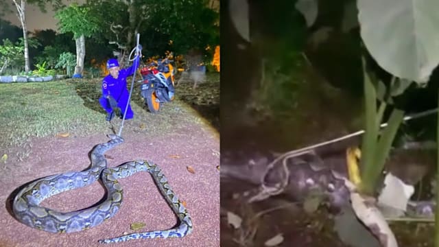 45公斤巨蟒吞牛 马国油棕园惊现骇人场面