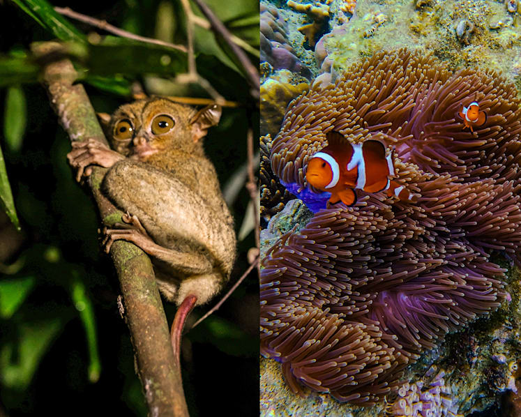 Snorkel, island-hop and spot tarsiers in Belitung, one of Indonesia’s best-kept island secrets