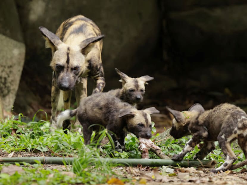 900 newborns across 160 species born at Singapore’s 4 wildlife parks last year