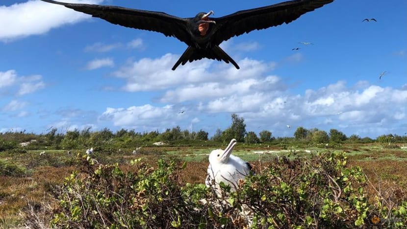 SpaceX rocket cargo project puts Pacific seabirds in jeopardy SpaceX rocket cargo project puts Pacific seabirds in jeopardy