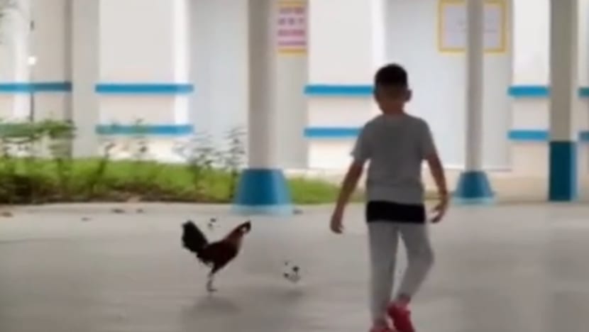 சேவலுடன் காற்பந்து விளையாடிய சிறுவன்