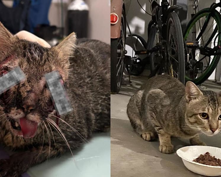NParks investigating suspected animal cruelty case after death of Punggol cat 