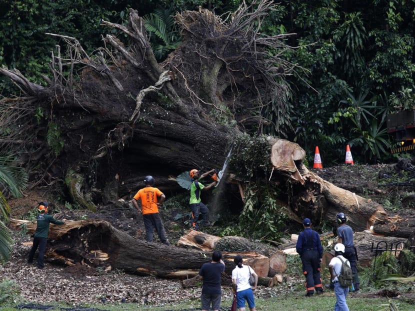 Workers cutting a fallen Tembusu tree , which caused the death of a woman, at Singapore Botanic Garden on Feb 12, 2017. Photo: Wee Teck Hian/TODAY