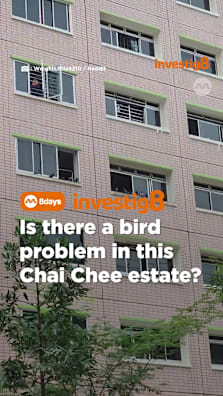 these birds got a better social life than me #8dayssg #8dayssgtrending #sgtiktok #birdsoftiktok #sgfyp 
