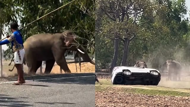 泰国公象配种遭打断暴走 攻击主人大闹村庄