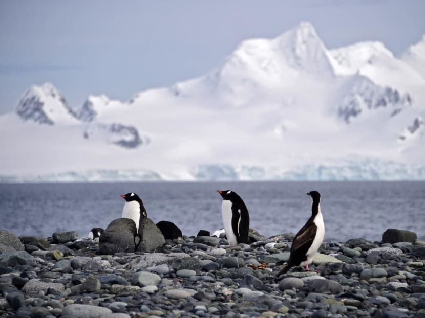 View of Gentoo penguins at the Yankee Harbour in the South Shetland Islands, Antarctica, on 6 Nov, 2019.