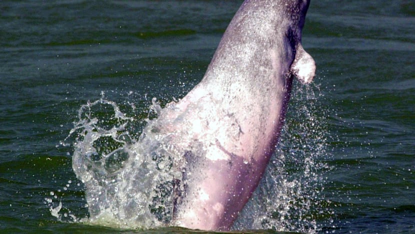 Wild dolphin tours planned for
      Singapore waters