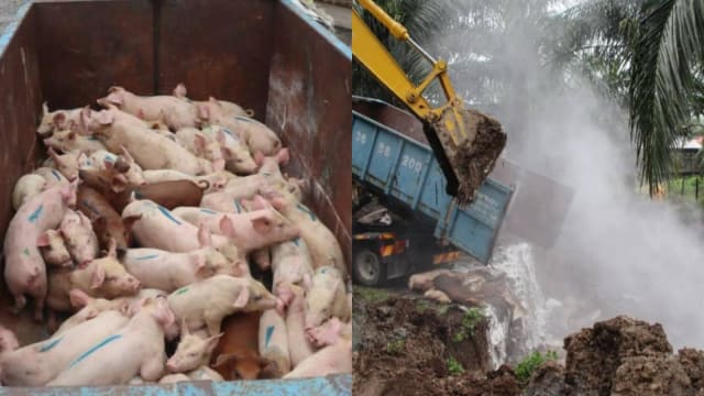 马国雪州出现非洲猪瘟 扑杀7万6000头病猪