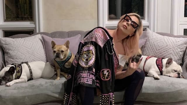 持枪抢劫Lady Gaga爱犬　男子认罪被判刑