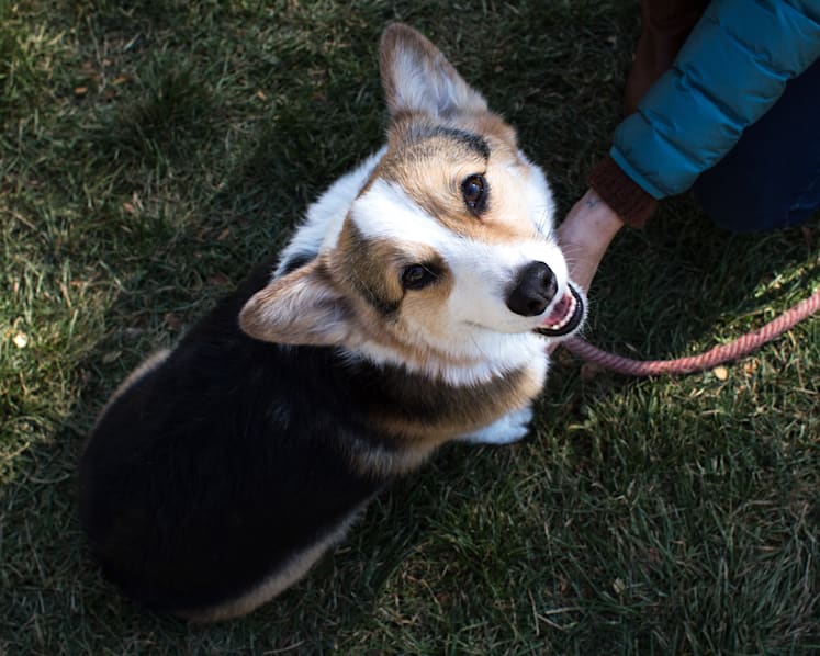 No exercising, dog walking within condominiums' common areas: BCA