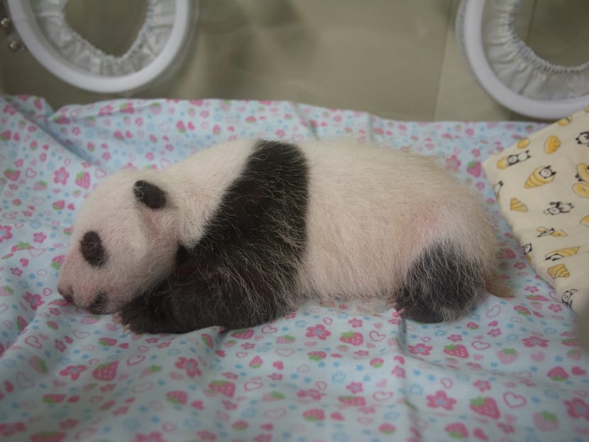 This handout photo taken and released on July 12, 2017 by the Tokyo Zoological Park Society shows the 30-day-old female panda cub of giant panda Shin Shin at Tokyo's Ueno Zoo. Photo: AFP