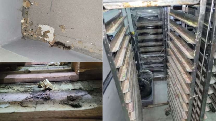 Proofer Bakery fined after dead mice, dirt and grime found in central kitchen