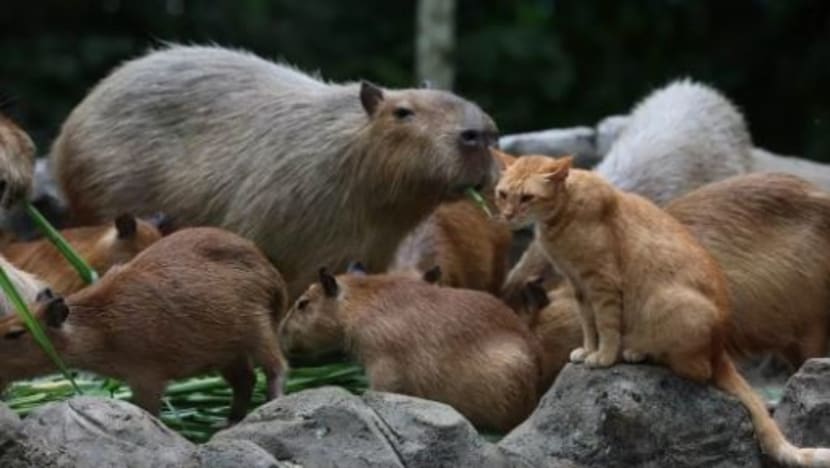 Kehadiran 'Oyen' yang tinggal bersama tikus gergasi capybara lonjakkan jumlah pengunjung ke taman haiwan Malaysia Kehadiran 'Oyen' yang tinggal bersama tikus gergasi capybara lonjakkan jumlah pengunjung ke taman haiwan Malaysia