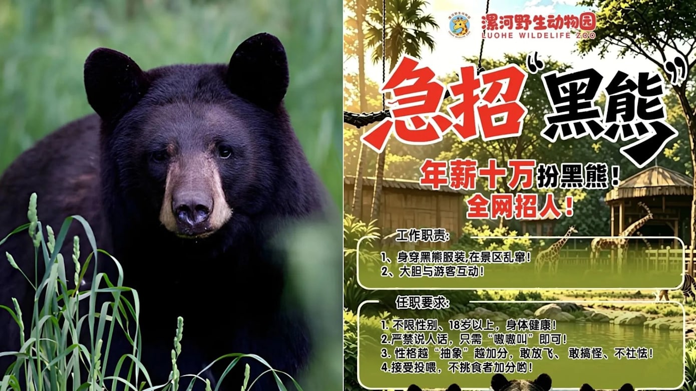 会“嗷嗷叫”就行？河南一动物园聘“黑熊”  吸引近百人报名