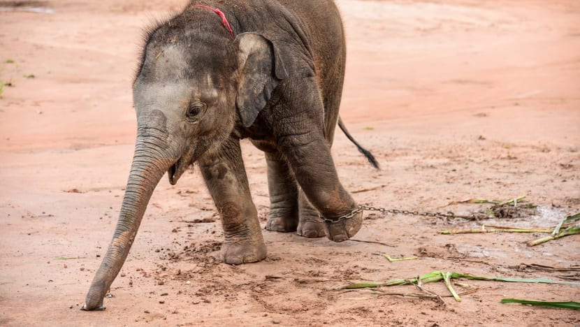 Beasts of burden: 'If there’s no blood, how can it be afraid?' - The making and breaking of Thailand's elephants