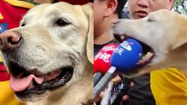 曾因太活泼当不成缉毒犬 暴红搜救犬淘气咬麦克风