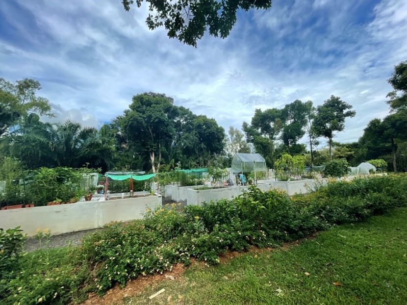 Commentary: I got an allotment garden and a community came with it