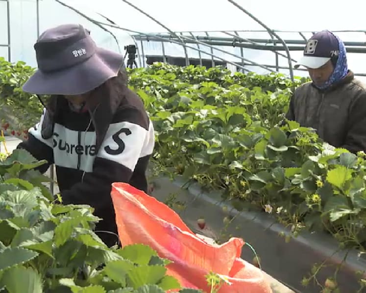 South Korea to bring in 110,000 migrant workers this year, but some businesses want more
