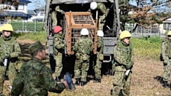 கரடிகளைக் கட்டுப்படுத்த ராணுவம்?