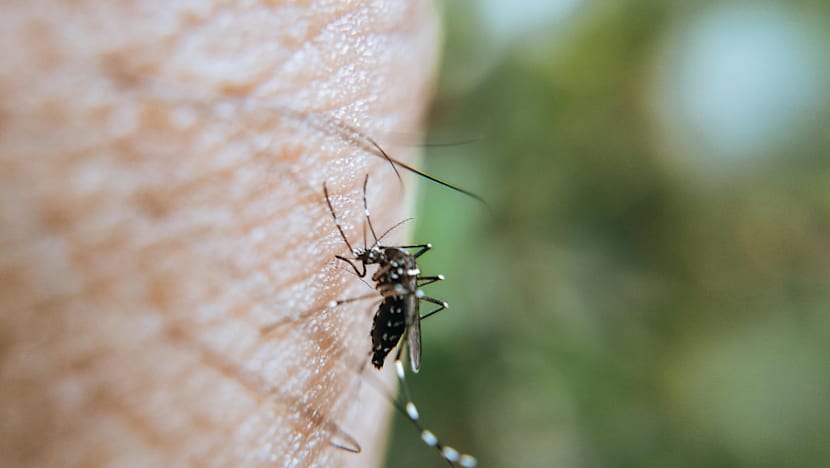 Kecil tapi berbahaya, elak jadi mangsa sasaran gigitan nyamuk