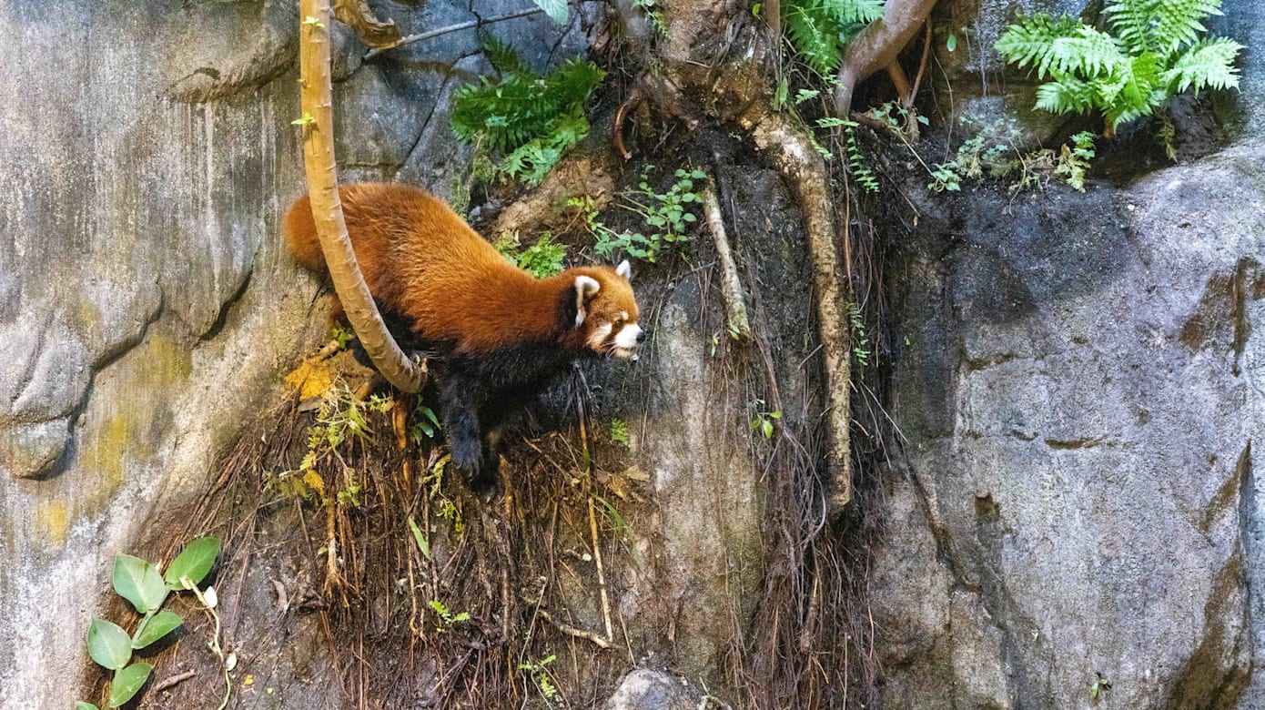 （图：Mandai Wildlife Group）