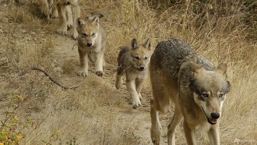 Researchers have identified a new pack of endangered grey wolves in California