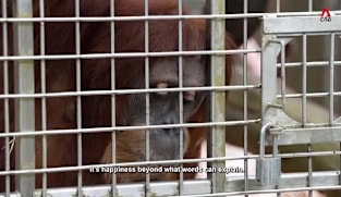 Window Into The Wild - Mandai's First Orangutan C-Section
