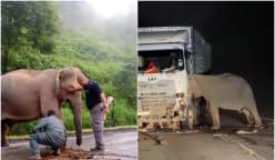 Naluri keibuan ibu gajah setia menanti anaknya selepas mati dilanggar runtun hati warganet