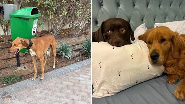 外籍人士撤离弃养宠物 迪拜收容所爆满宠物被送安乐