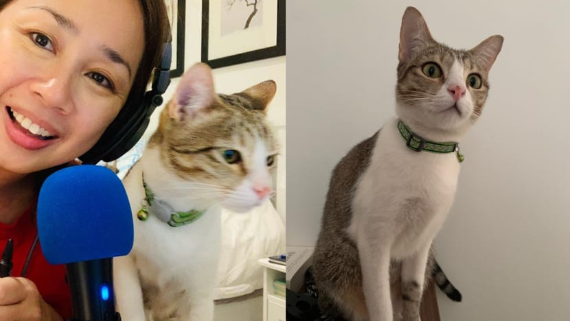 Vernetta Lopez Reveals Her Cat Has Passed Away After It Went Missing For A Week